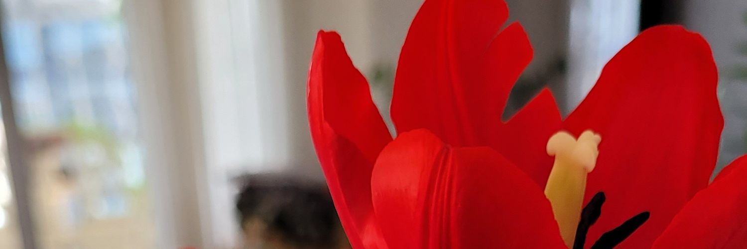 monirask's profile banner image