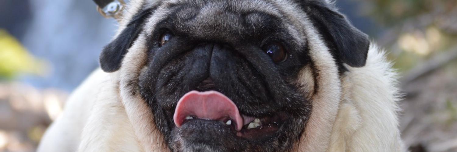 mypugboo Profile Banner