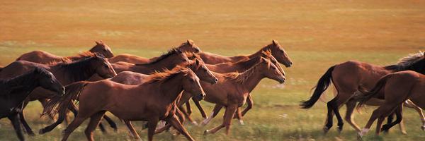 Paige Johnson banner