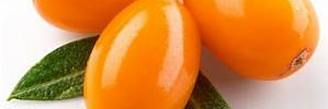IGForestsSMN's profile banner image