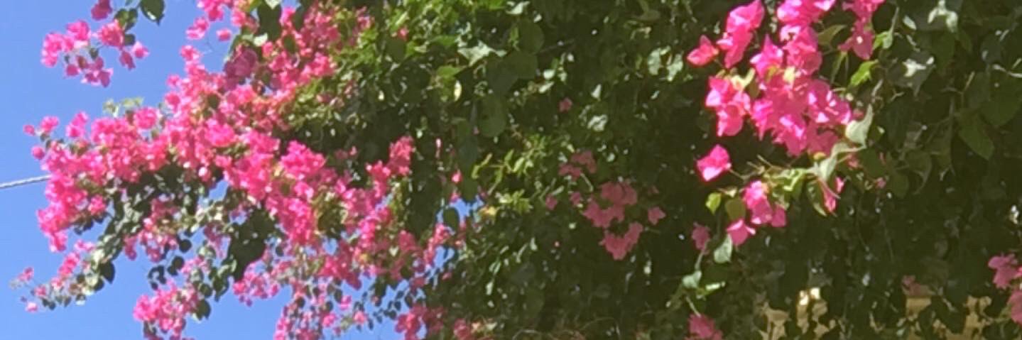 sinemibl's profile banner image