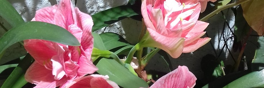 blant61's profile banner image