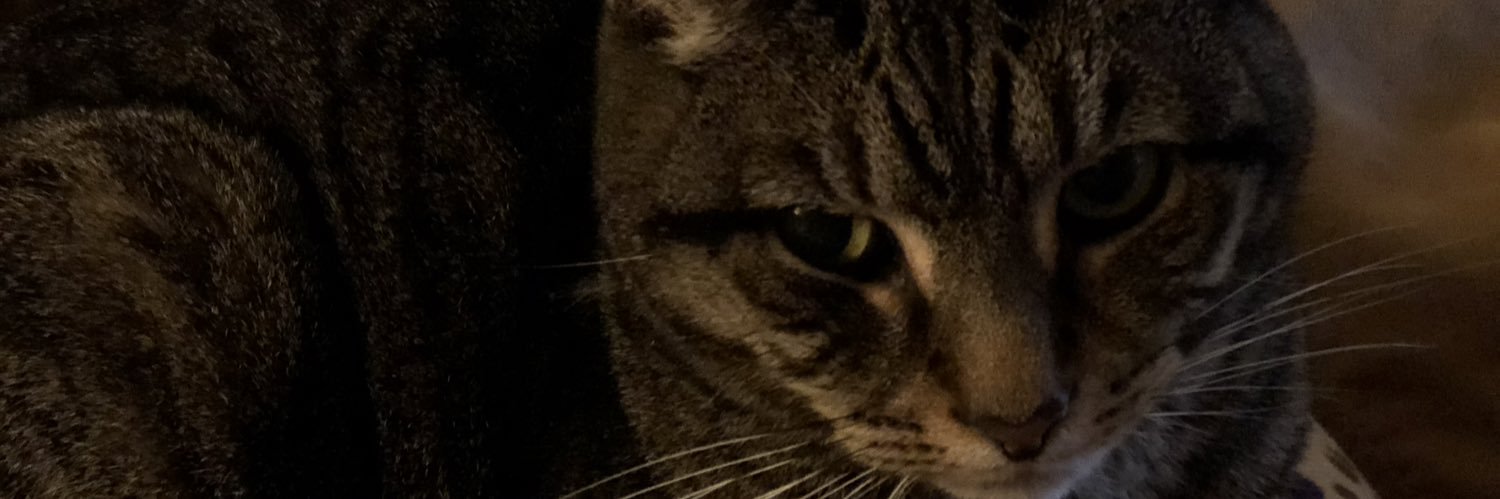 shashaj5's profile banner image