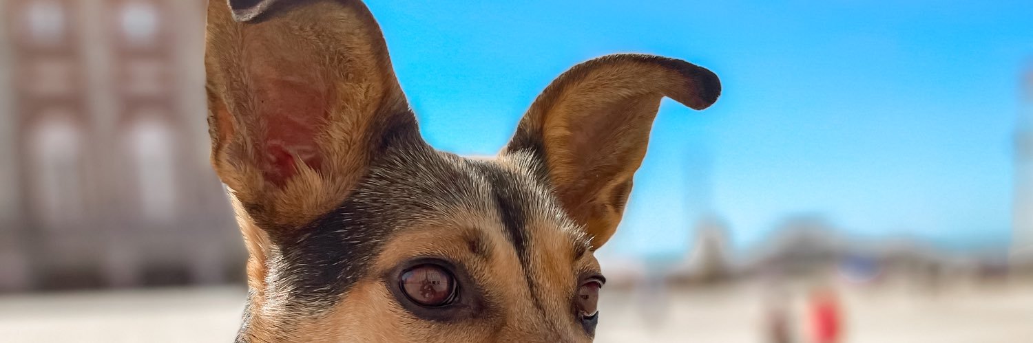 MiicaConde's profile banner image