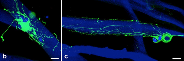 SCIresearchUoA Profile Banner