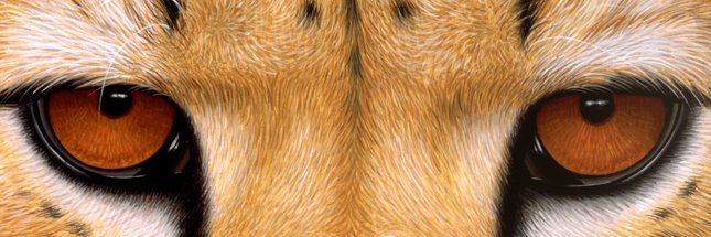 CheetahTrans's profile banner image