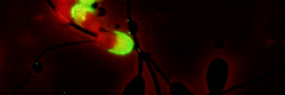 Dr Taylor Pini banner