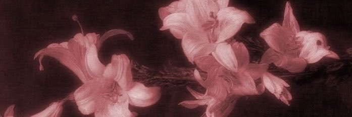 lycheeliuliu's profile banner image