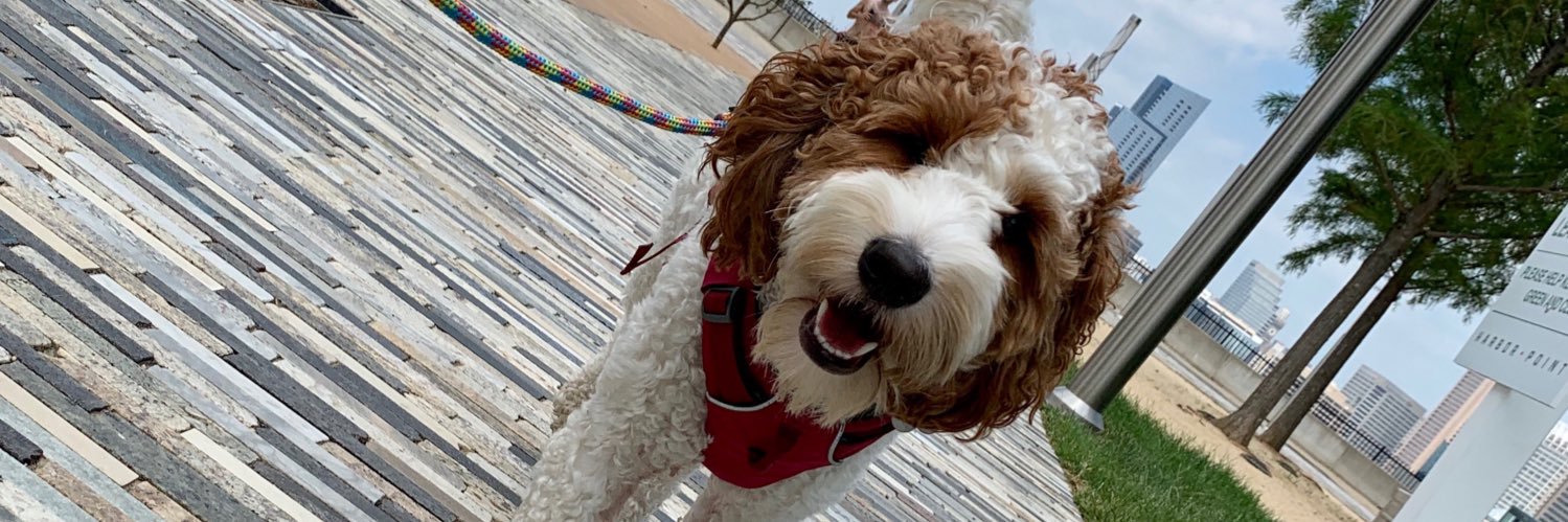 Sari Freedman banner