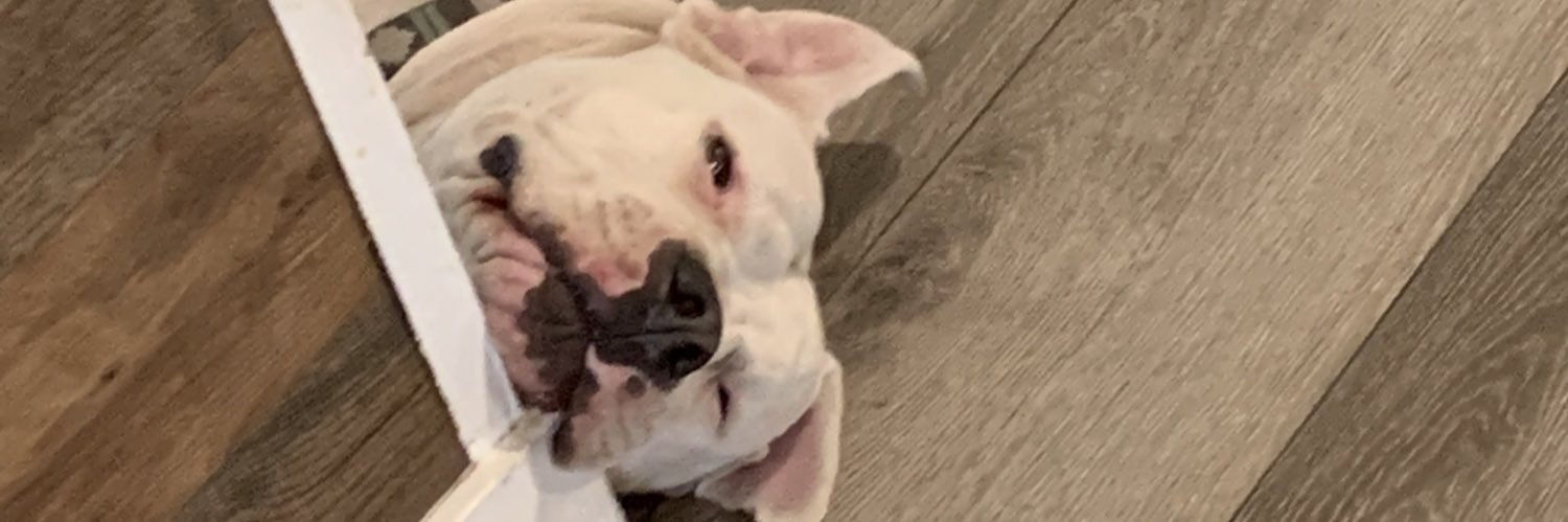 Syddeythekid's profile banner image