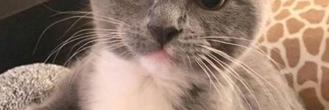 1moocat's profile banner image