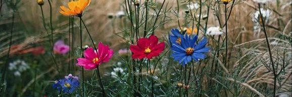 💜👑ꉓꃅꂦꉓꂦ꒒ꍏ꓄ꍟ💜 banner