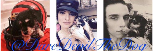 DareDevilTheDog Profile Banner