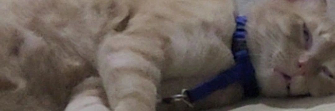 enzoskull's profile banner image