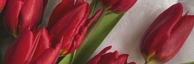 JulianaSolano2's profile banner image