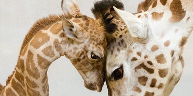 amygerlis's profile banner image