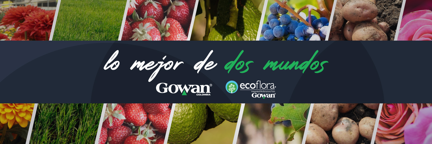 GowanColombia's profile banner image