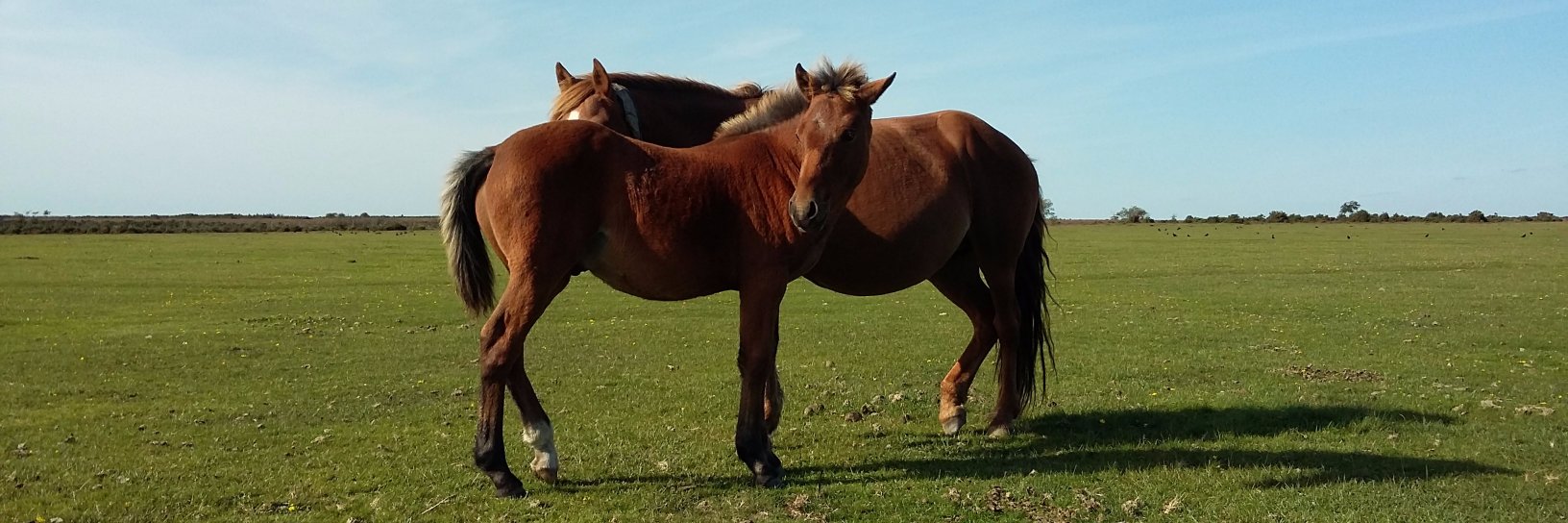 Shared Forest banner
