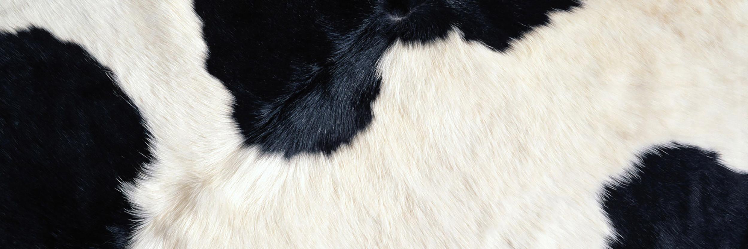bigmoofus's profile banner image