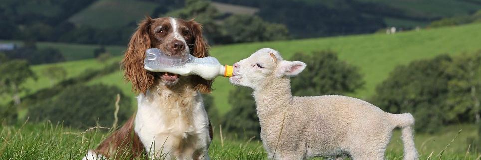 RWsmallholding's profile banner image