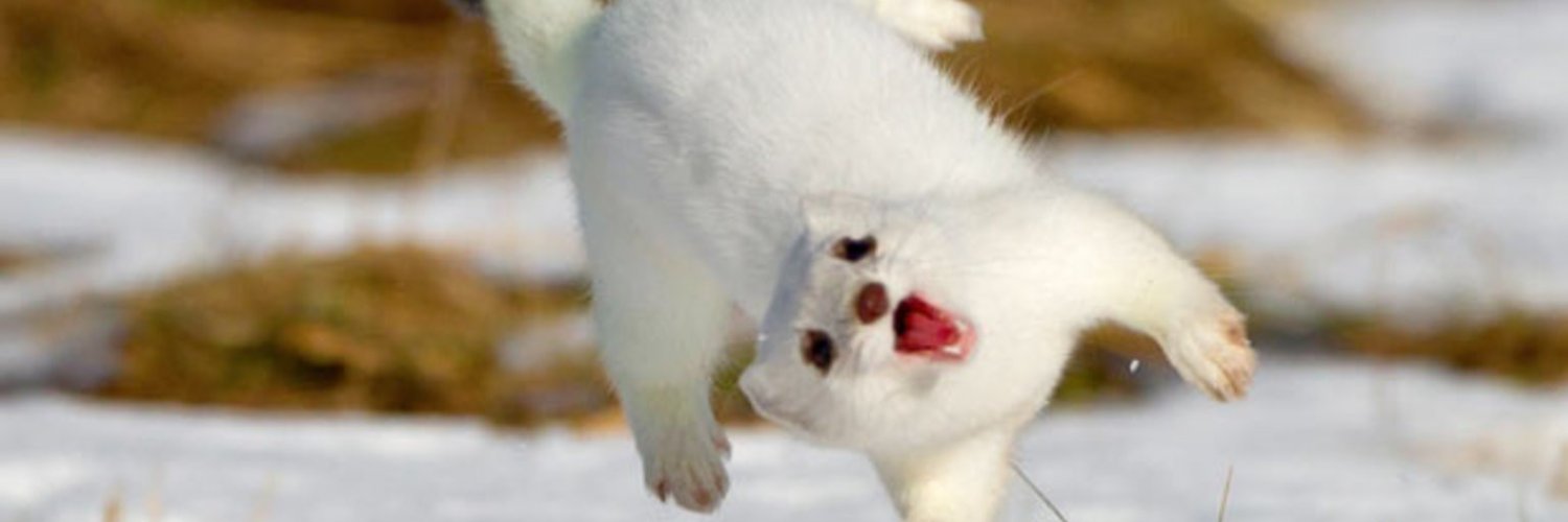 Meredith Glynn banner