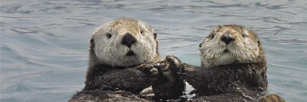 Otter banner