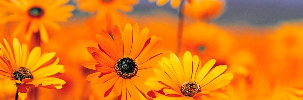 vv_jishnu's profile banner image
