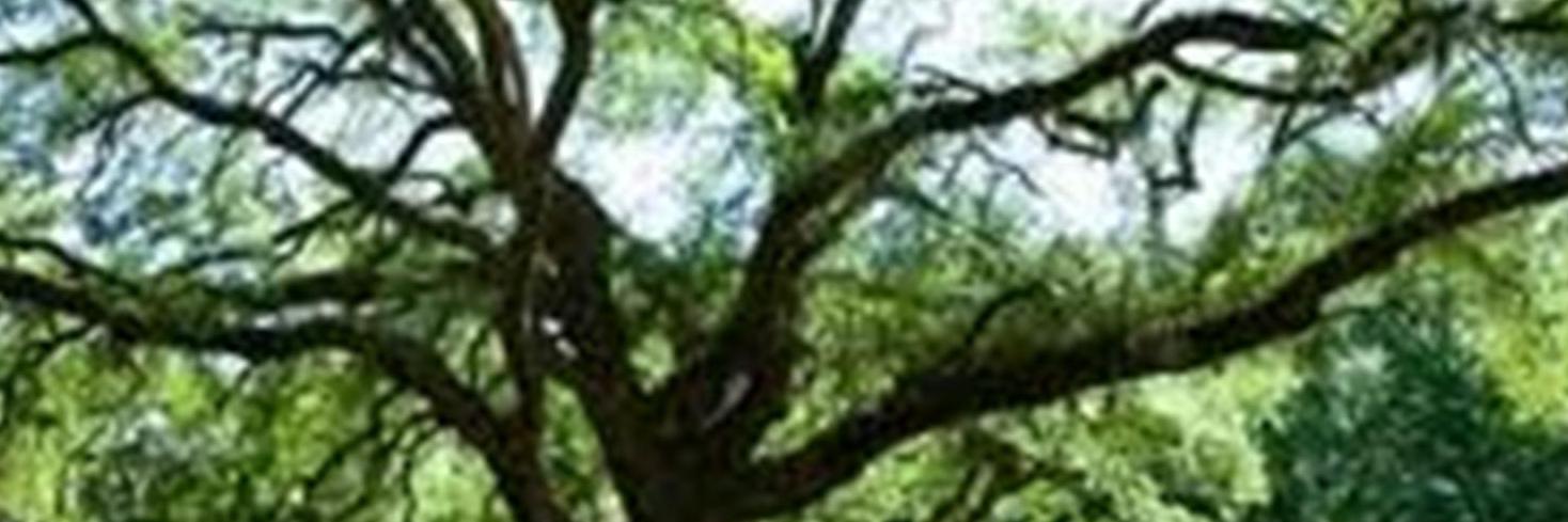 Live Oak Library banner