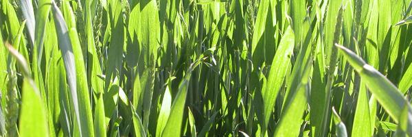 Rothamsted_RIS Profile Banner