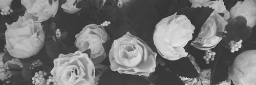 camila sedano banner