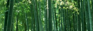 Red_v_panda's profile banner image