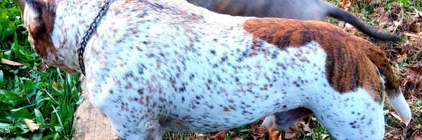 ceedaharris Profile Banner