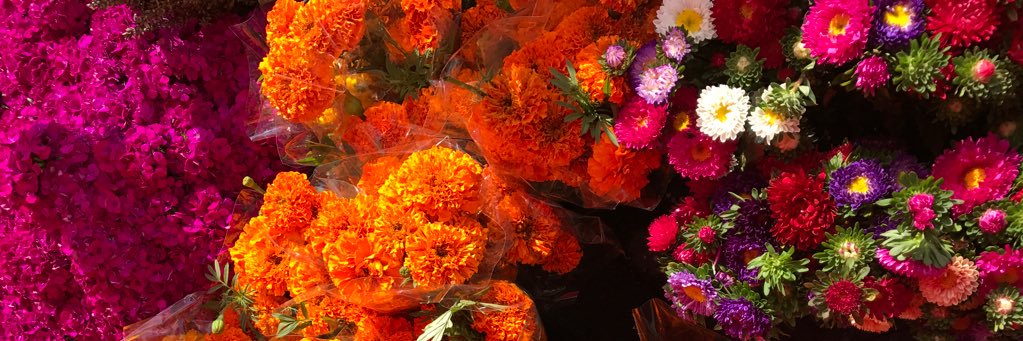 wildflowerboom's profile banner image