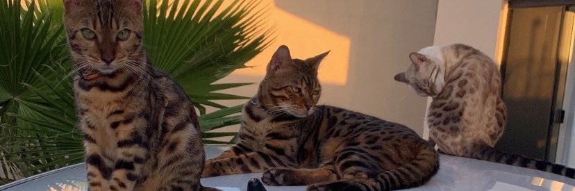 MassarOliveira's profile banner image