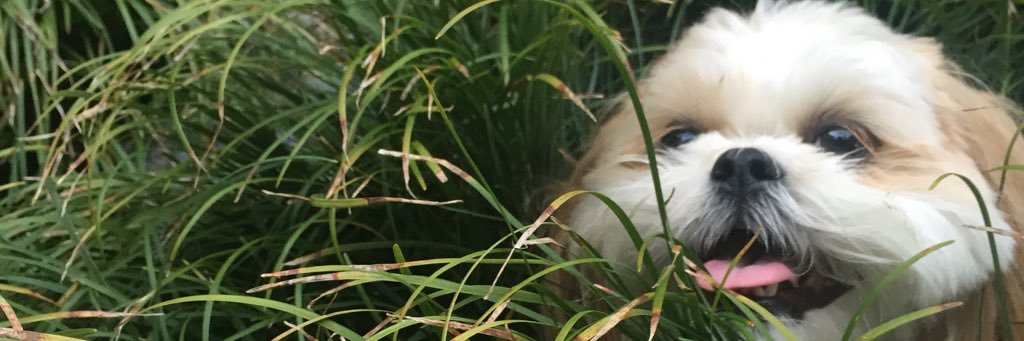 CYNDI-LOU-WHO banner