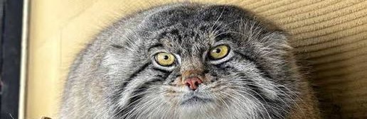 rubbiscakemaker's profile banner image