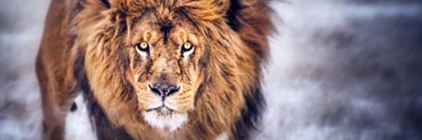 lovepowersus's profile banner image
