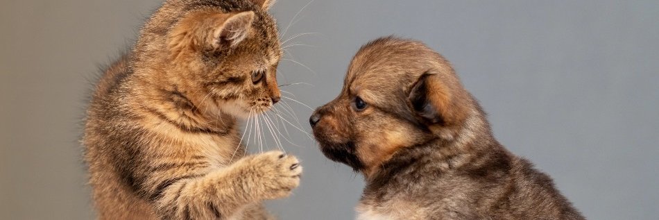 CoolAnimalsPage's profile banner image