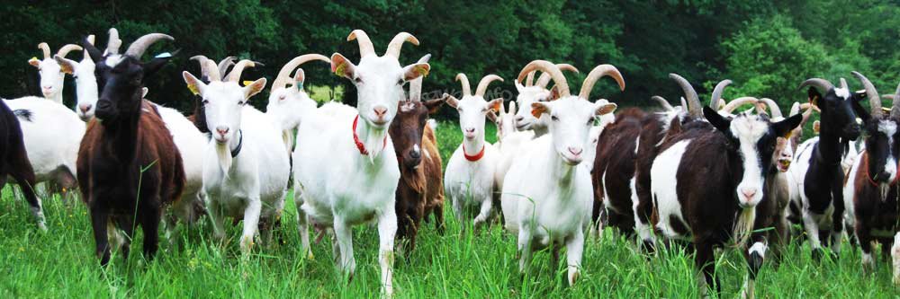 WellSpokenGoat's profile banner image