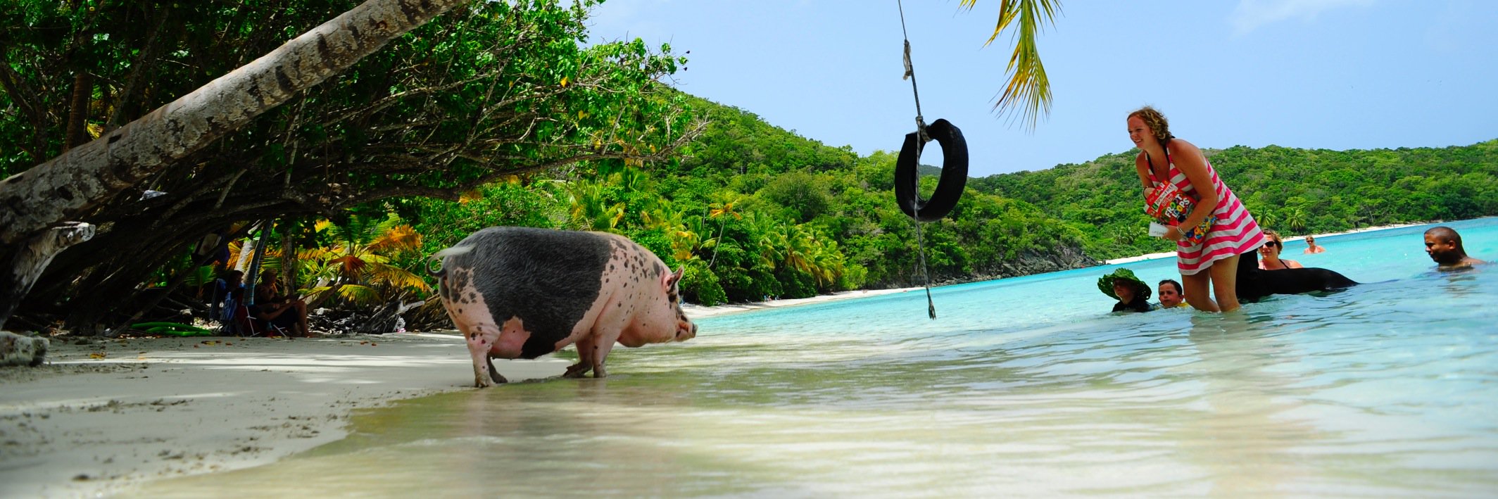AmericasPig's profile banner image