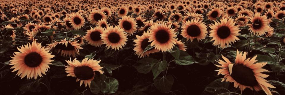 DropOf_Sunlight's profile banner image