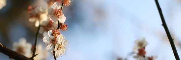 masarakki Profile Banner