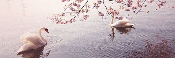 florgehrmann's profile banner image