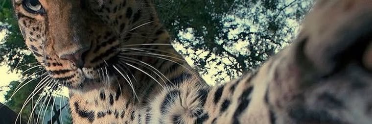 Chelsssssea_'s profile banner image