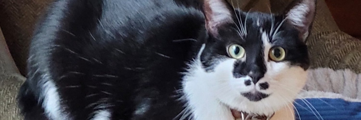 IsabelleStalter's profile banner image