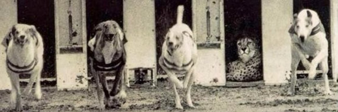 Æko banner