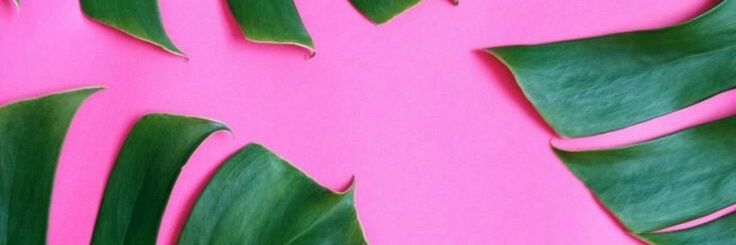 Dana Micaela ♡ banner