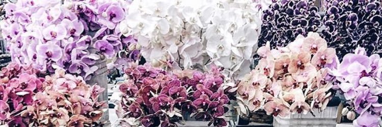 _klum's profile banner image