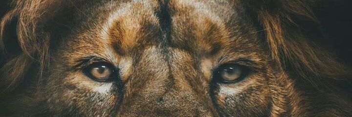 magma_oa's profile banner image
