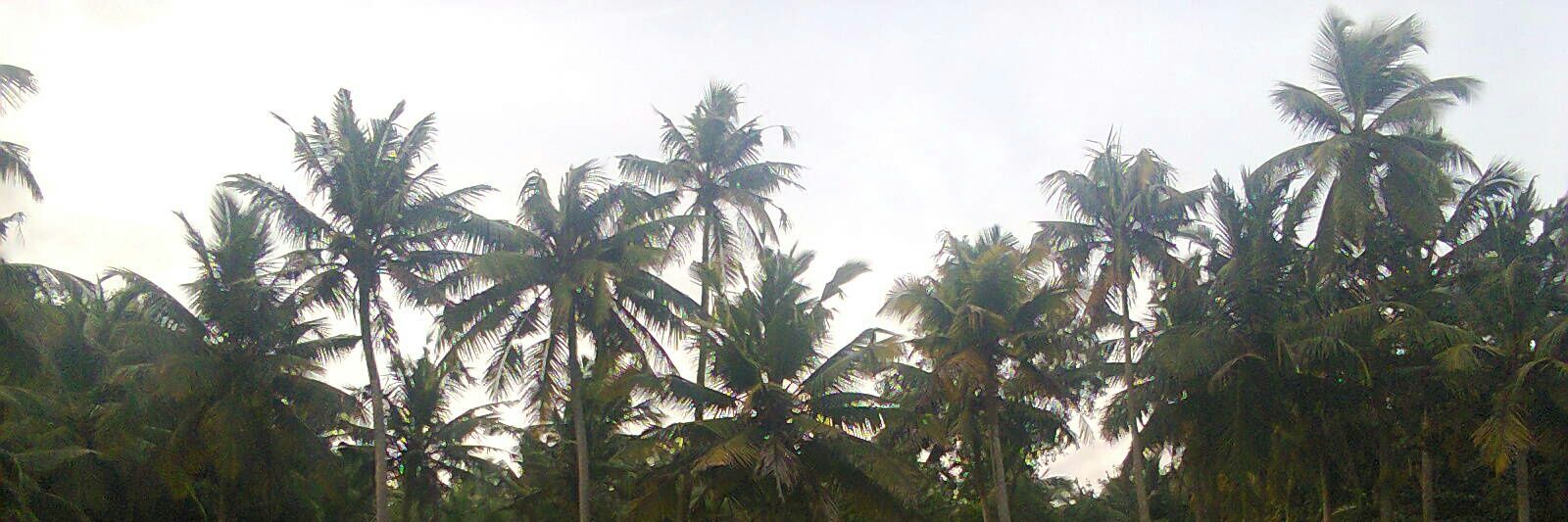 SjithM's profile banner image
